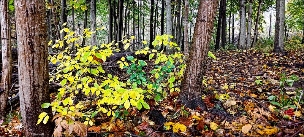 Wet Humid Fall Forest